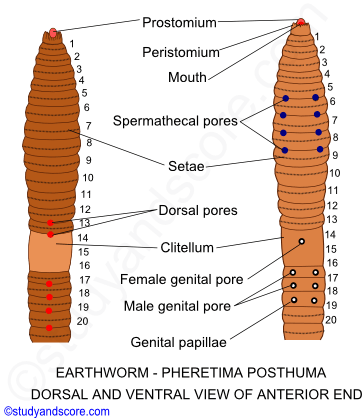 Anterior end of Pheretima posthuma, earthworm general characters, Earthworm external morphology, Earthworm setae structure, Setae arrangement and functions